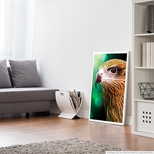 Best for home Artprints - Tierfotografie - Brahminenweih im Porträt- Fotodruck in gestochen scharfer Qualität