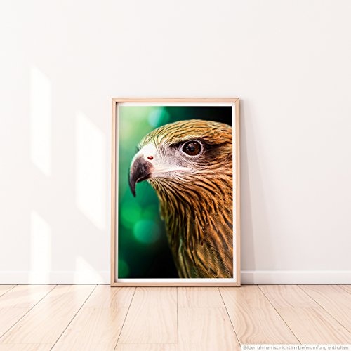 Best for home Artprints - Tierfotografie - Brahminenweih im Porträt- Fotodruck in gestochen scharfer Qualität