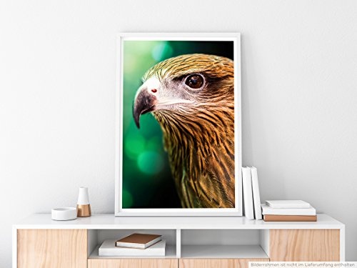 Best for home Artprints - Tierfotografie - Brahminenweih im Porträt- Fotodruck in gestochen scharfer Qualität