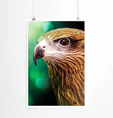 Best for home Artprints - Tierfotografie - Brahminenweih im Porträt- Fotodruck in gestochen scharfer Qualität