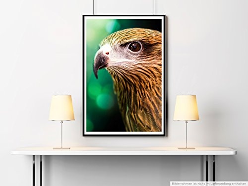 Best for home Artprints - Tierfotografie - Brahminenweih im Porträt- Fotodruck in gestochen scharfer Qualität