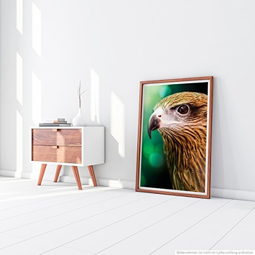 Best for home Artprints - Tierfotografie - Brahminenweih im Porträt- Fotodruck in gestochen scharfer Qualität