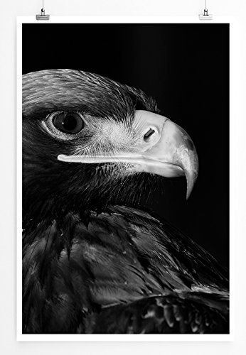 Best for home Artprints - Tierfotografie - Seeadler im Profil- Fotodruck in gestochen scharfer Qualität