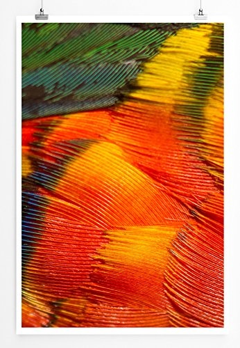 Best for home Artprints - Tierfotografie - Bunte Prachtlori Papagei Federn- Fotodruck in gestochen scharfer Qualität