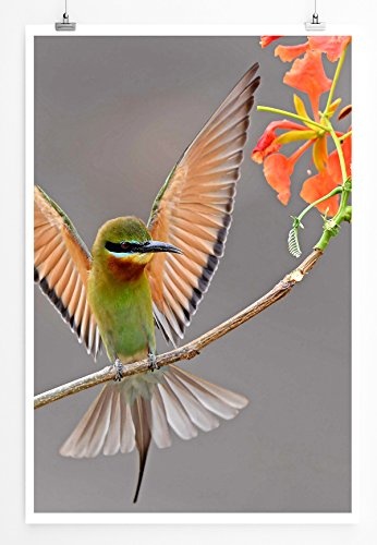 Best for home Artprints - Tierfotografie - Blauschwanzspint im Flug- Fotodruck in gestochen scharfer Qualität