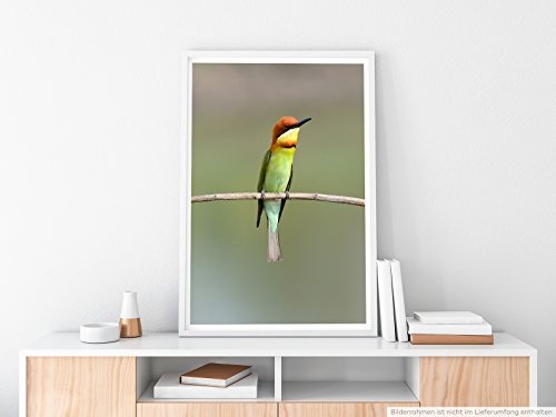 Best for home Artprints - Tierfotografie - Schwalbenspinte auf einem Zweig- Fotodruck in gestochen scharfer Qualität