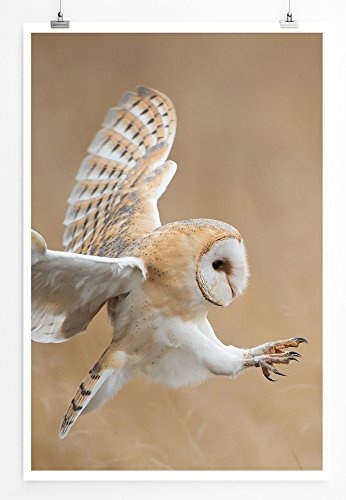 Best for home Artprints - Tierfotografie - Schleiereule im Flug- Fotodruck in gestochen scharfer Qualität