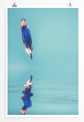 Best for home Artprints - Tierfotografie - Blauer Fischreiher auf spiegelglattem Teich- Fotodruck in gestochen scharfer Qualität
