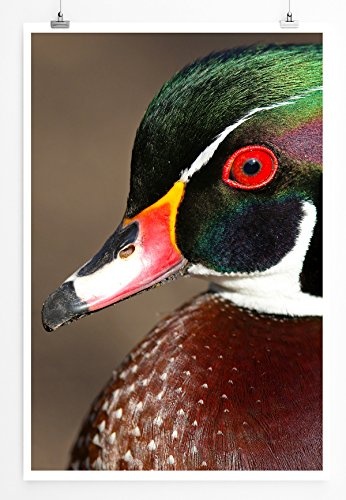 Best for home Artprints - Tierfotografie - Süße Brautente- Fotodruck in gestochen scharfer Qualität