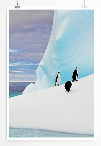 Best for home Artprints - Tierfotografie - Pinguine auf einem Eisberg in der Antarktis- Fotodruck in gestochen scharfer Qualität