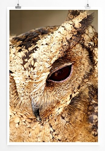 Best for home Artprints - Tierfotografie - Eulengesicht in Nahaufnahme- Fotodruck in gestochen scharfer Qualität