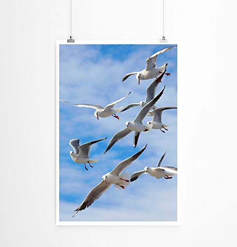 Best for home Artprints - Tierfotografie - Möwen im Wind- Fotodruck in gestochen scharfer Qualität