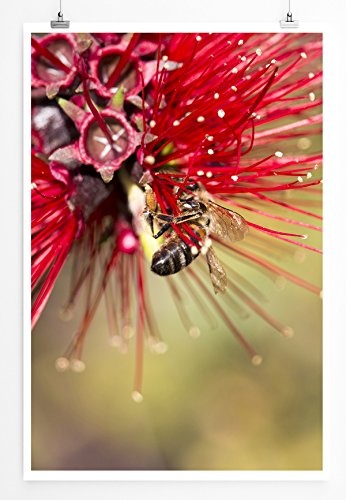 Best for home Artprints - Kunstbild - Roter Zylinderputzer mit Honigbiene- Fotodruck in gestochen scharfer Qualität