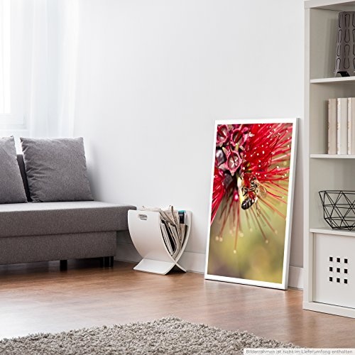 Best for home Artprints - Kunstbild - Roter Zylinderputzer mit Honigbiene- Fotodruck in gestochen scharfer Qualität