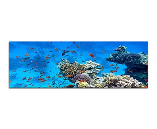 Wandbild auf Leinwand als Panorama in 120x40cm Meer Riff Korallen Fische
