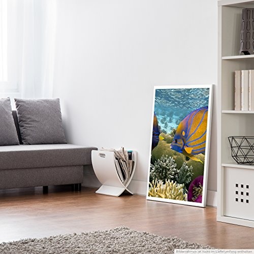 Best for home Artprints - Tierfotografie - Zwei gestreifte bunte Fische- Fotodruck in gestochen scharfer Qualität