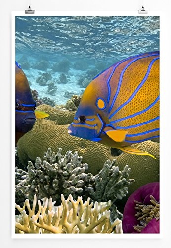 Best for home Artprints - Tierfotografie - Zwei gestreifte bunte Fische- Fotodruck in gestochen scharfer Qualität