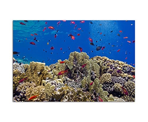 120x80cm - Korallen Riff Fische Unterwasser Meer - Bild auf Keilrahmen modern stilvoll - Bilder und Dekoration