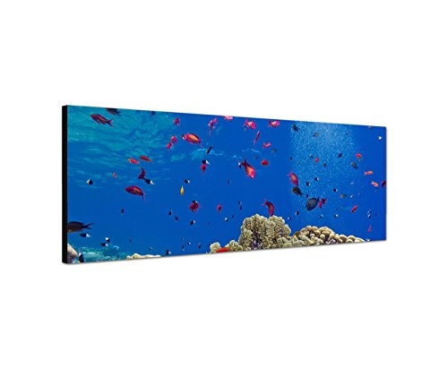 Wandbild auf Leinwand als Panorama in 120x40cm Meer Unterwasser Riff Korallen Fische