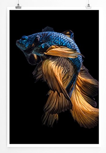 Best for home Artprints - Tierfotografie - Blau oranger Siamesischer Kampffisch- Fotodruck in gestochen scharfer Qualität