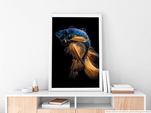 Best for home Artprints - Tierfotografie - Blau oranger Siamesischer Kampffisch- Fotodruck in gestochen scharfer Qualität