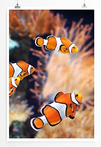 Best for home Artprints - Tierfotografie - Clownfische mit Korallen- Fotodruck in gestochen scharfer Qualität