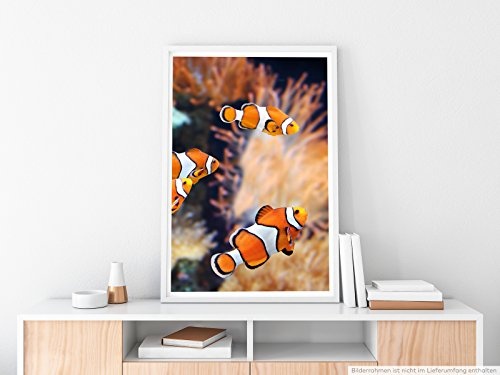 Best for home Artprints - Tierfotografie - Clownfische...