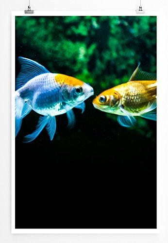 Best for home Artprints - Tierfotografie - Zwei verschiedenfarbige Goldfische- Fotodruck in gestochen scharfer Qualität
