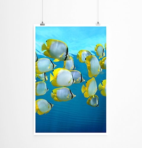 Best for home Artprints - Tierfotografie - Tropischer Fischschwarm in der Karibik- Fotodruck in gestochen scharfer Qualität