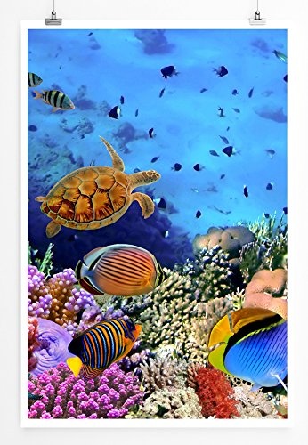 Best for home Artprints - Wandbild - Bunte Unterwasserwelt- Fotodruck in gestochen scharfer Qualität