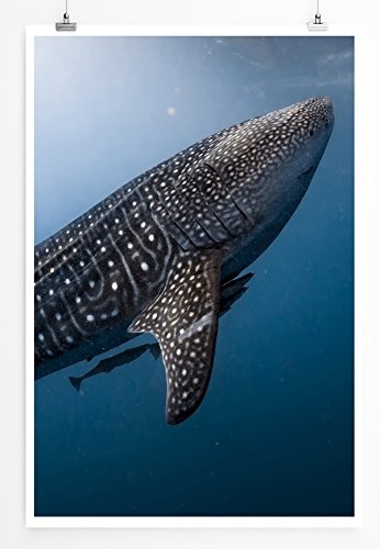 Best for home Artprints - Tierfotografie - Friedliebender Walfisch im Meer- Fotodruck in gestochen scharfer Qualität