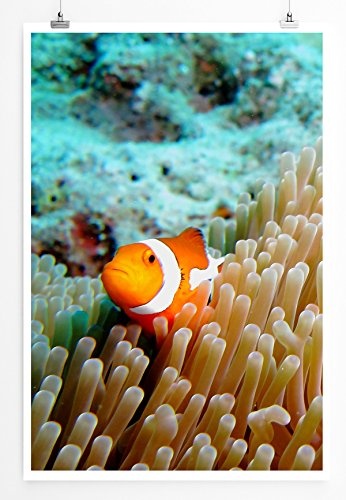 Best for home Artprints - Kunstbild - Clownfisch im Korallenriff- Fotodruck in gestochen scharfer Qualität
