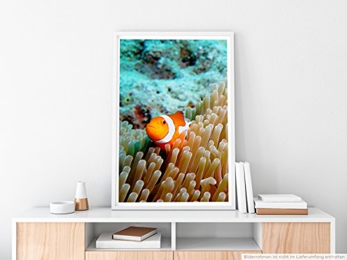 Best for home Artprints - Kunstbild - Clownfisch im Korallenriff- Fotodruck in gestochen scharfer Qualität