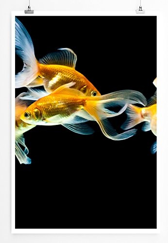 Best for home Artprints - Tierfotografie - Elegante Goldfische- Fotodruck in gestochen scharfer Qualität