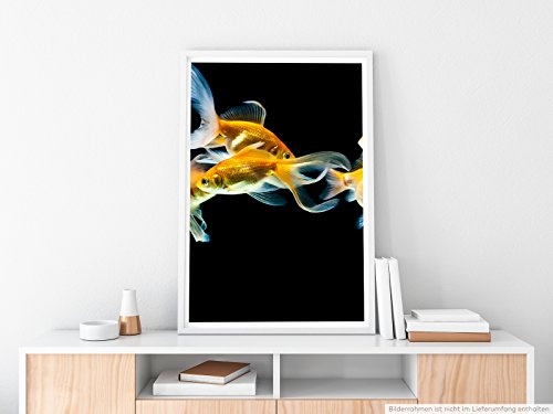 Best for home Artprints - Tierfotografie - Elegante Goldfische- Fotodruck in gestochen scharfer Qualität