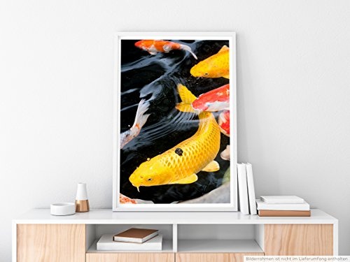 Best for home Artprints - Tierfotografie - Koikarpfen im Teich- Fotodruck in gestochen scharfer Qualität