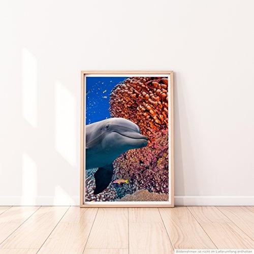 Best for home Artprints - Tierfotografie - Süßer Delfin neben buntem Korallenriff- Fotodruck in gestochen scharfer Qualität