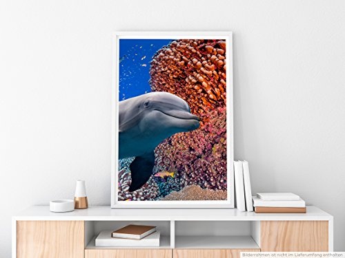 Best for home Artprints - Tierfotografie - Süßer Delfin neben buntem Korallenriff- Fotodruck in gestochen scharfer Qualität