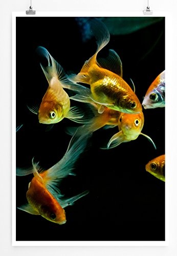 Best for home Artprints - Tierfotografie - Bunte Goldfische mit schwarzem Hintergrund- Fotodruck in gestochen scharfer Qualität