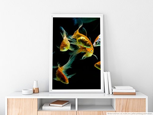 Best for home Artprints - Tierfotografie - Bunte Goldfische mit schwarzem Hintergrund- Fotodruck in gestochen scharfer Qualität
