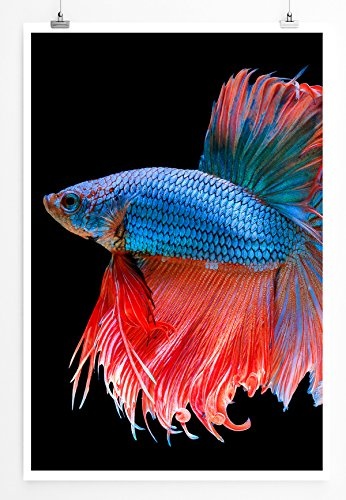 Best for home Artprints - Tierfotografie - Blau roter siamesischer Kampffisch- Fotodruck in gestochen scharfer Qualität