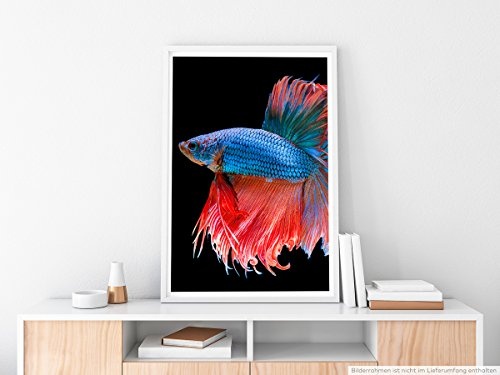 Best for home Artprints - Tierfotografie - Blau roter siamesischer Kampffisch- Fotodruck in gestochen scharfer Qualität