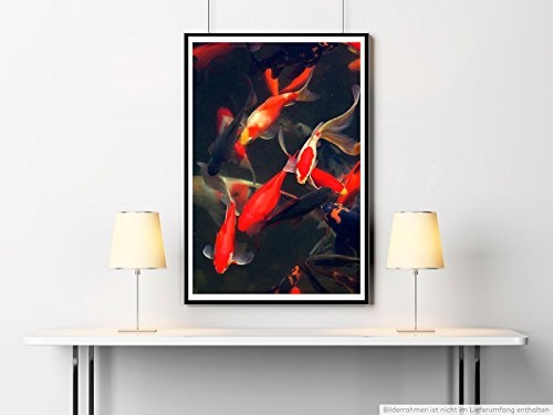Best for home Artprints - Tierfotografie - Wunderschöne rote und orange Koi Karpfenfische - Fotodruck in gestochen scharfer Qualität
