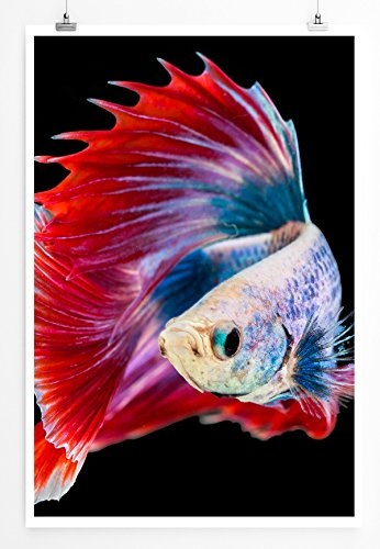 Best for home Artprints - Tierfotografie - Siamesischer Kampffisch mit roten Flossen- Fotodruck in gestochen scharfer Qualität