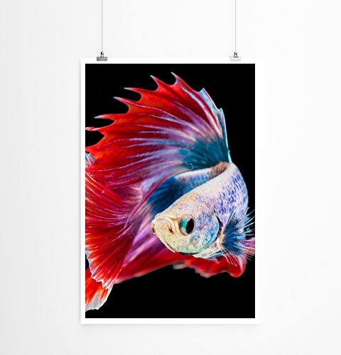 Best for home Artprints - Tierfotografie - Siamesischer Kampffisch mit roten Flossen- Fotodruck in gestochen scharfer Qualität