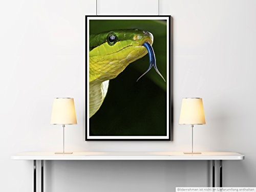 Best for home Artprints - Tierfotografie - Grüne Spitzkopfnatter- Fotodruck in gestochen scharfer Qualität