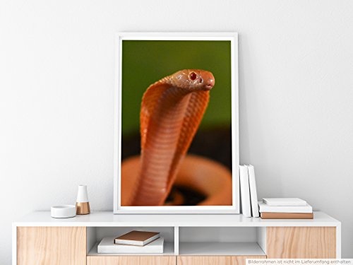 Best for home Artprints - Tierfotografie - Orange Cobra-...