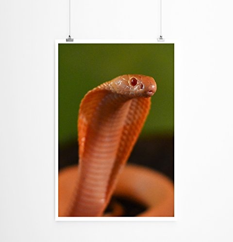 Best for home Artprints - Tierfotografie - Orange Cobra- Fotodruck in gestochen scharfer Qualität