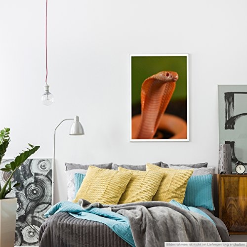 Best for home Artprints - Tierfotografie - Orange Cobra- Fotodruck in gestochen scharfer Qualität