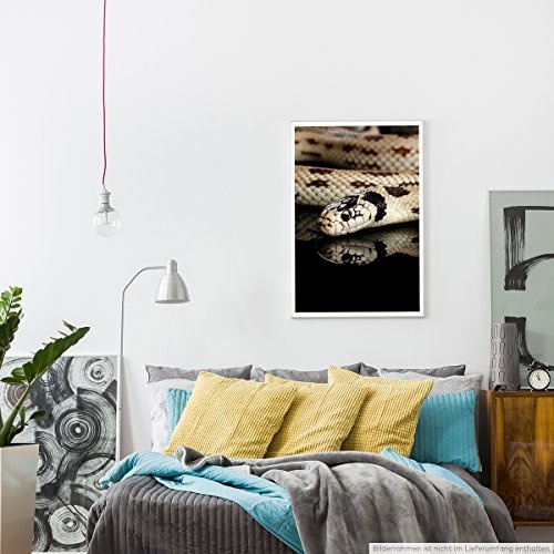 Best for home Artprints - Tierfotografie - Gepunktete Königsnatter- Fotodruck in gestochen scharfer Qualität